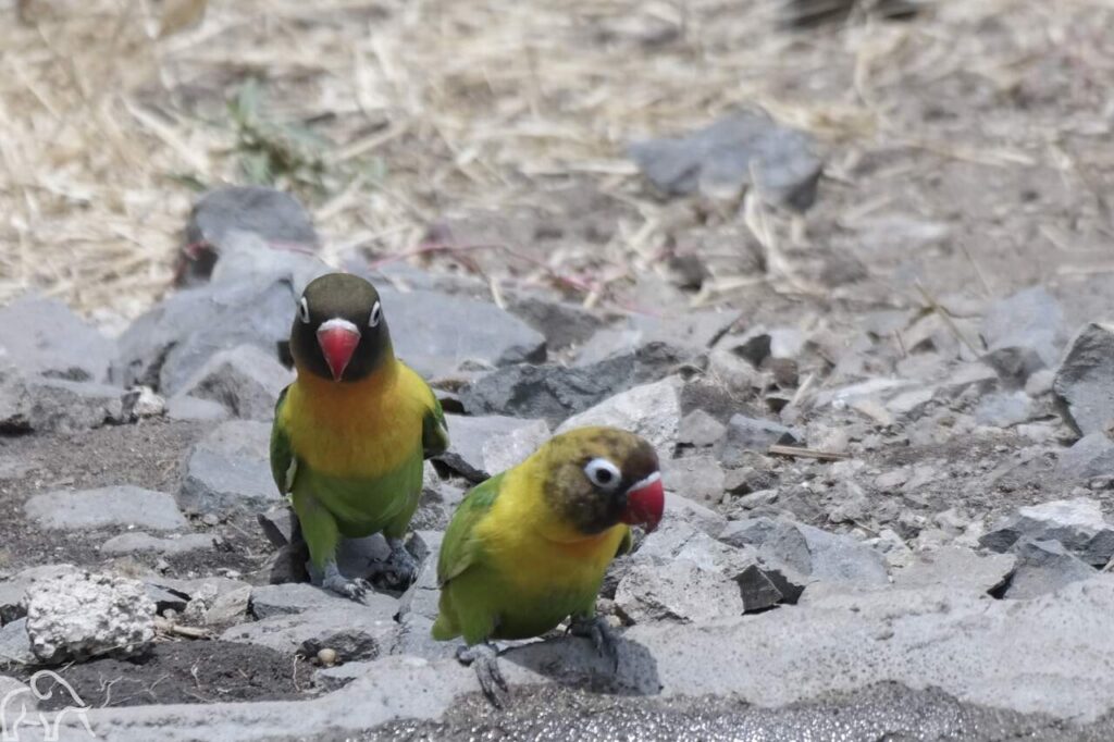 2 love birds zittend op de grond