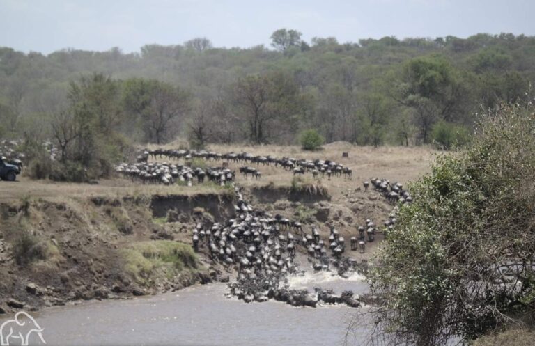 crossing van gnoes door de Mara rivier Serengeti