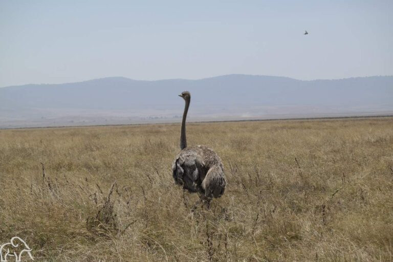 vrouwtjes struisvogel lopen over de vlaktes van de Serengeti