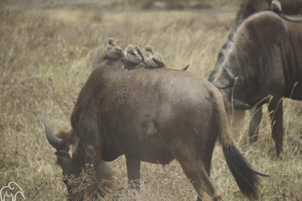 3 vogeltjes die meeliften op de rug van een gnoes