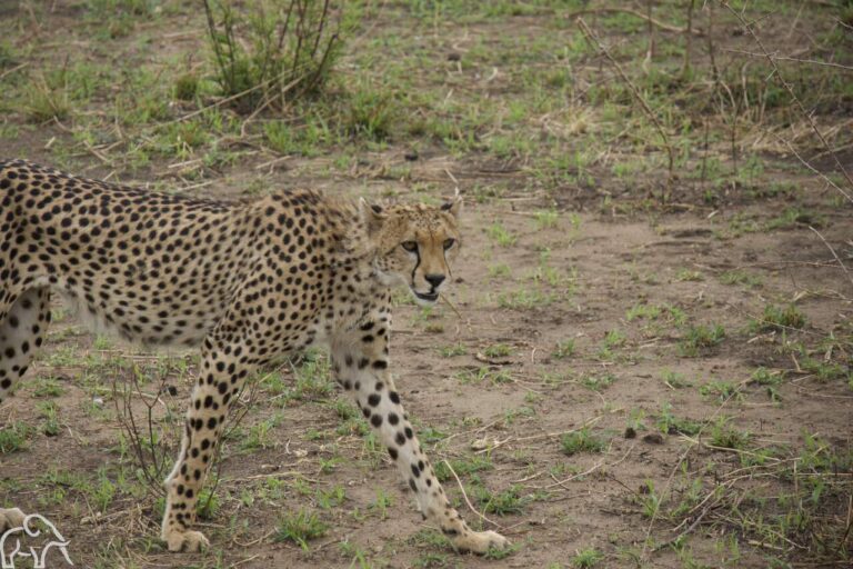 cheeta die op de serengeti loopt