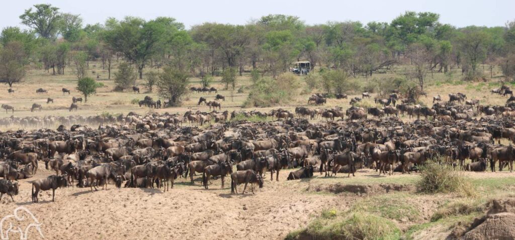 grote kudde gnoes in de buurt van de Mara Mara rivier
