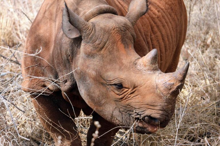 neushoorn in Mkomazi opvang