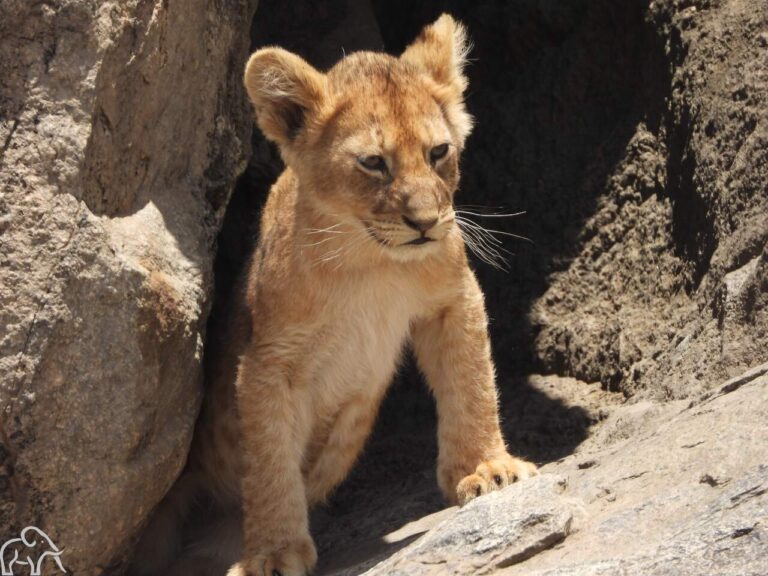 welpje die te voorschijn komt tussen de rotsblokken