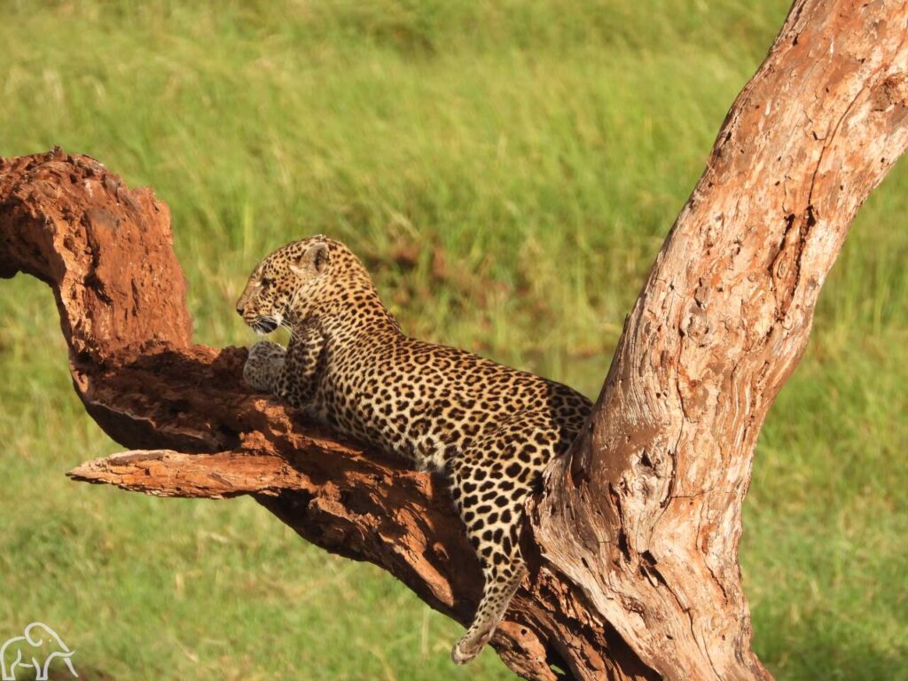Luipaard liggend op een boomtak uitkijkend over de vlaktes
