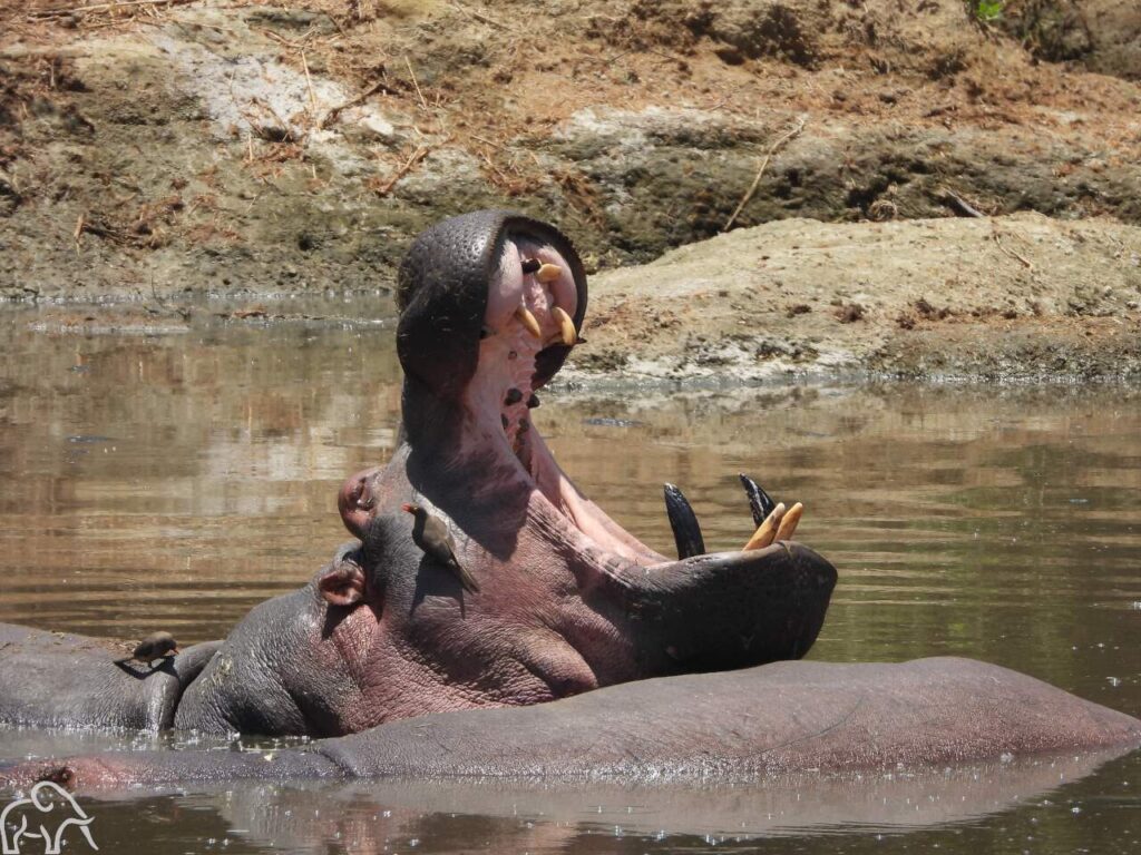 Nijlpaard met opengeperde bek