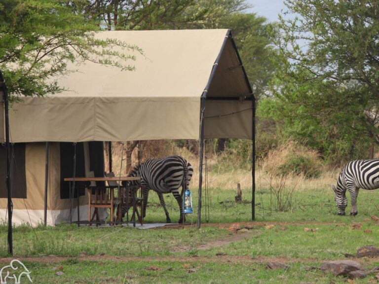 Onder de luifel van een tent staat een zebra te grazen in Tarangire National Park