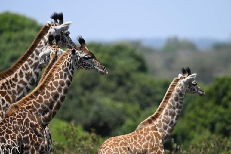 drie giraffen die geconcentreerd naar voren kijken