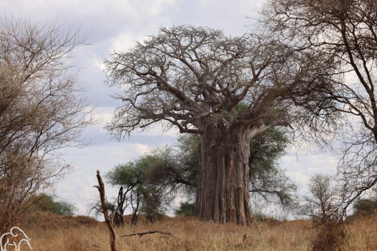grote baobab in Tarangire National Park Tanzania