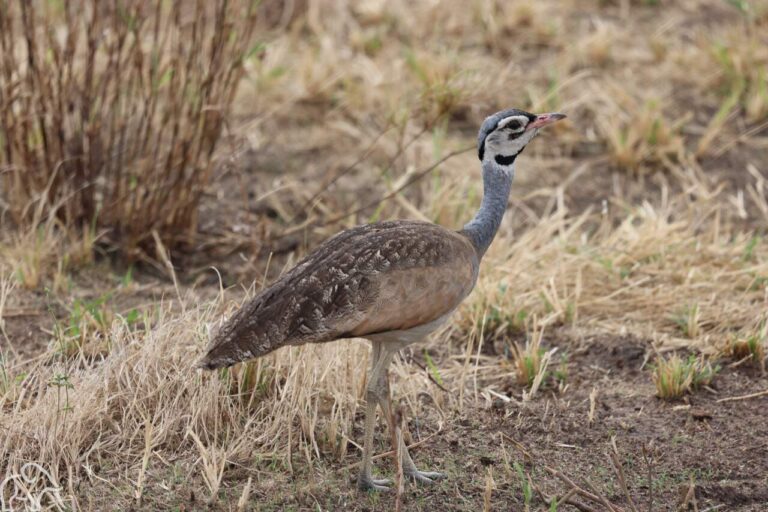 White-bellied Bustard Witbuiktrap. Gespot bruin-grijs verenkleed op de rug en vleugels. Lopend over de vlaktes van de Serengeti