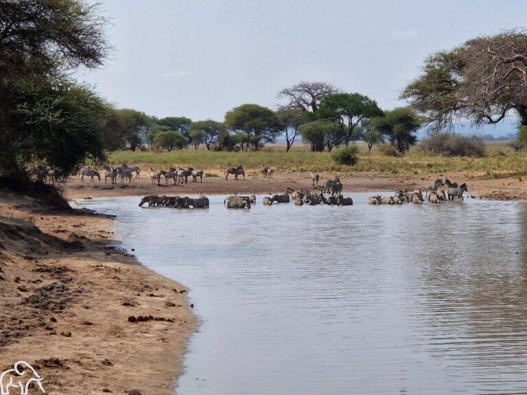 veel zebras die drinken in een waterpoel