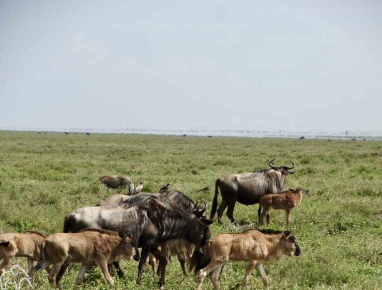 gnoes met hun kalfjes in Ndutu