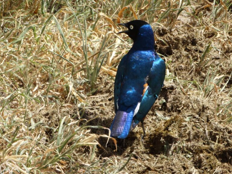 Felgekleurde blauwe vogel