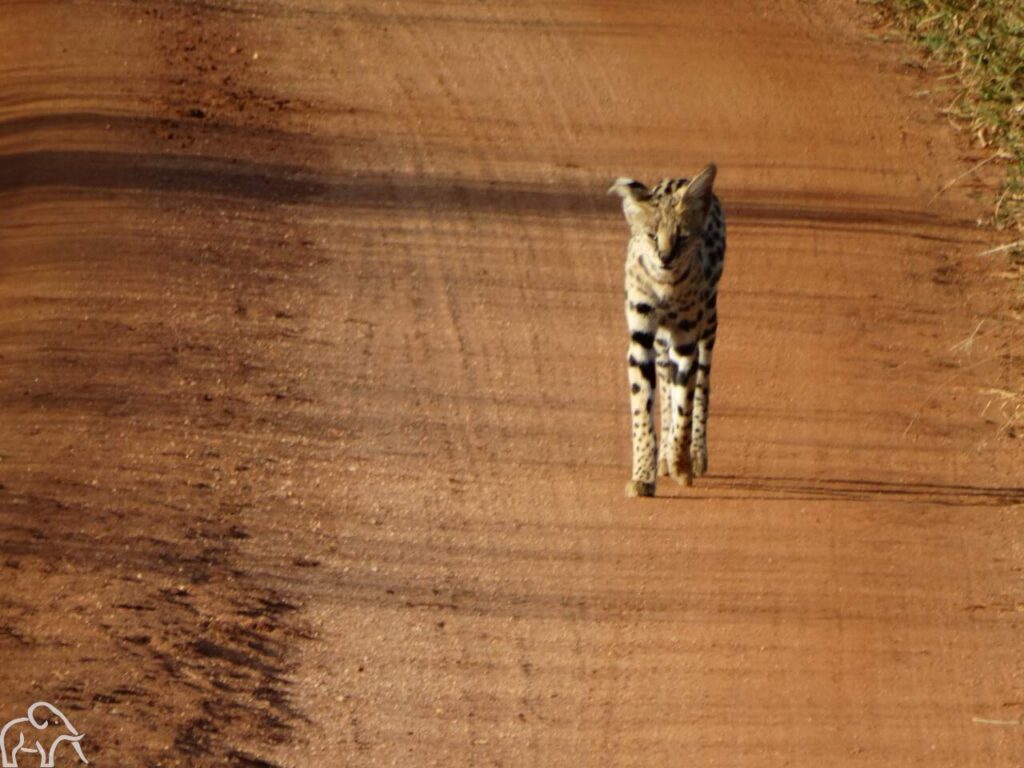 Serval op de weg