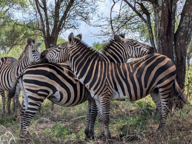 Zebra's in de schaduw van de bomen in Tarangire Tanzania