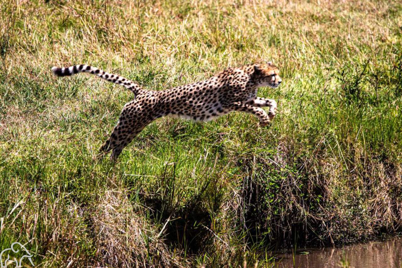 cheeta die de rivier overspringt