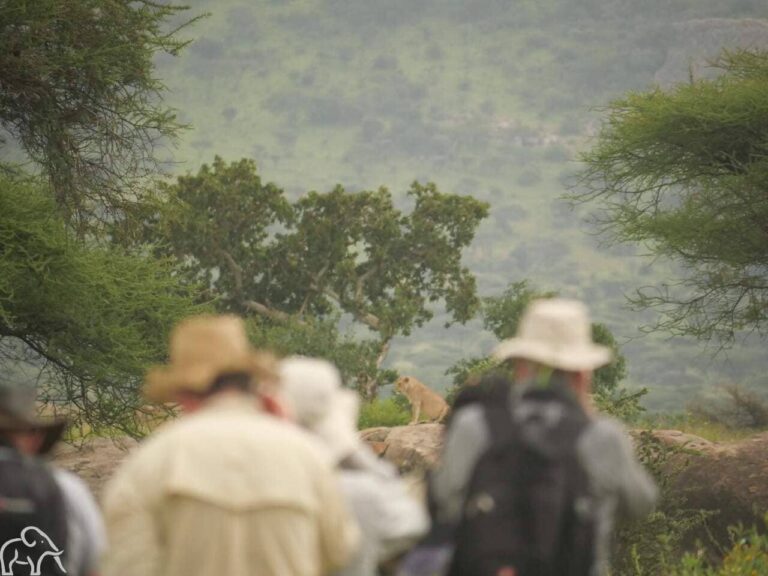 reizigers zien een leeuw op een steen tijdens hun wandelsafari