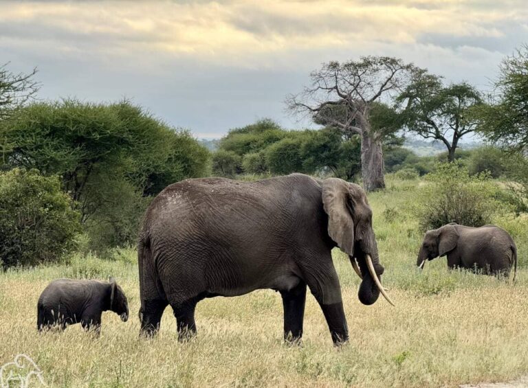Olifanten die lopen met een kleintje er tussen