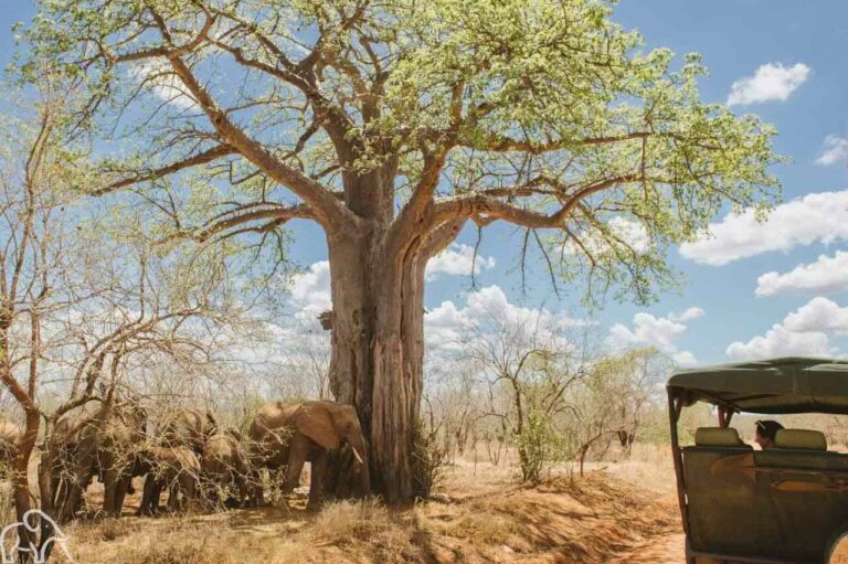 Groepje olifanten in de schaduw van een boom