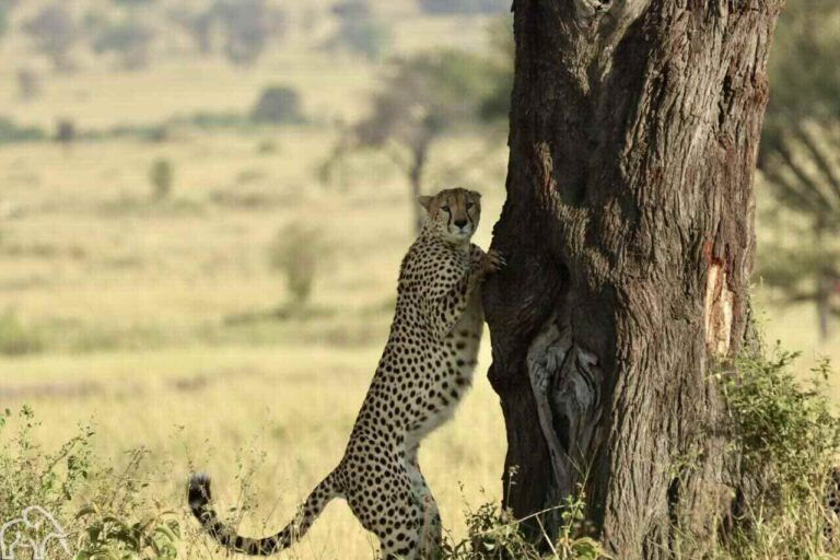 Een jachtluipaard (cheeta) die op zijn achterpoten staat en met zijn voorpoten tegen een boom leunt in een open savanne.
