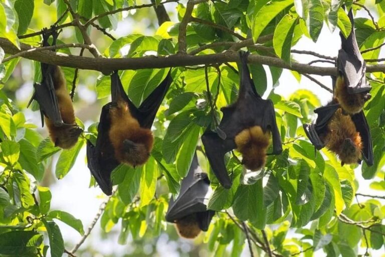 Vliegende vossen vleermuizen hangend aan takken op Pemba