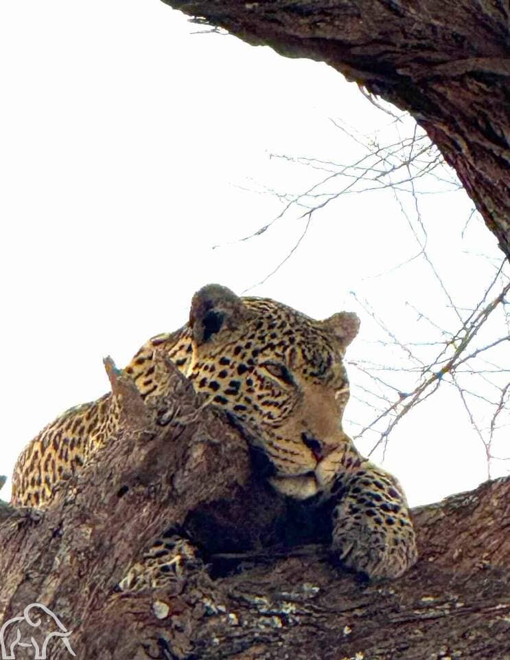 Luipaard slaperig kijkend liggend een tak