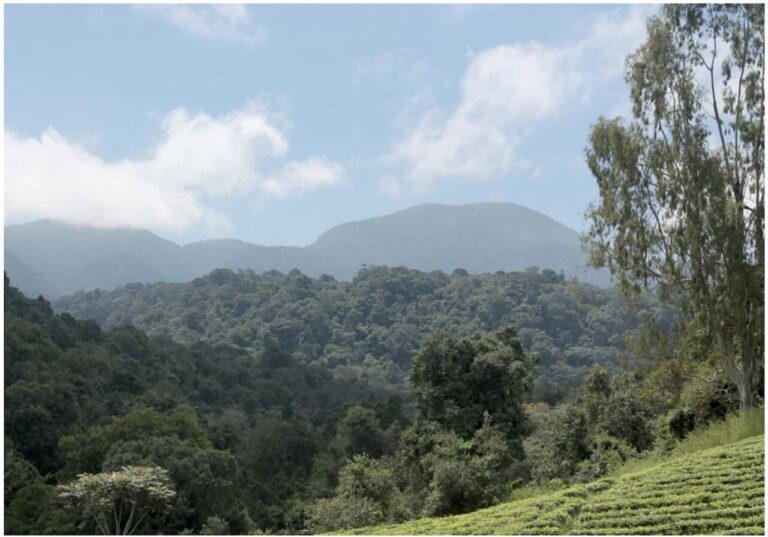 Gras met daarachter bossen en de slapende vulkaan Mount Rungwe