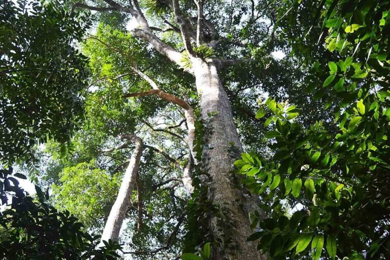 Grote boom in een groen bos Ngezi Forest Reservaat Pemba