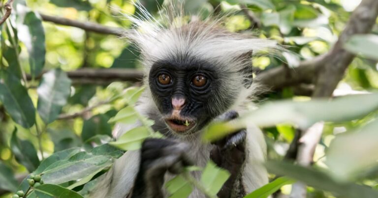 Red Colobus aapje in Jozani Forest Zanzibar