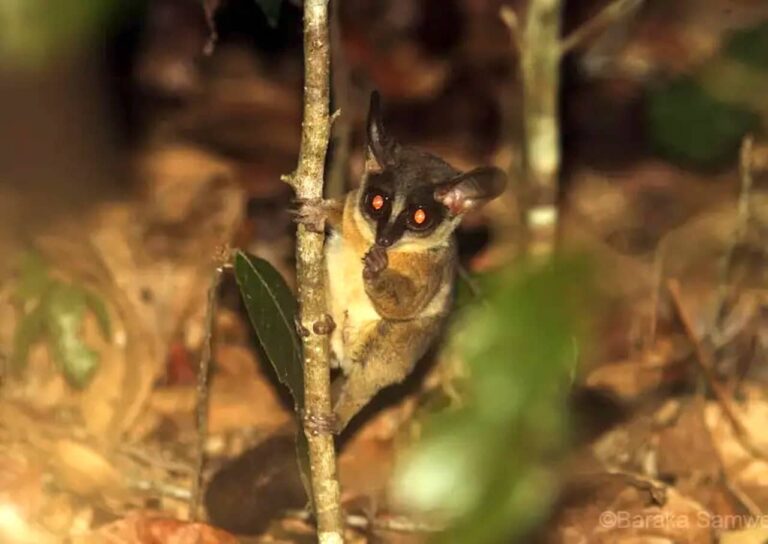 Dwarf Galago aapje met grote ogen aan een tak