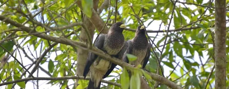Twee vogels op een tak in een groen bos