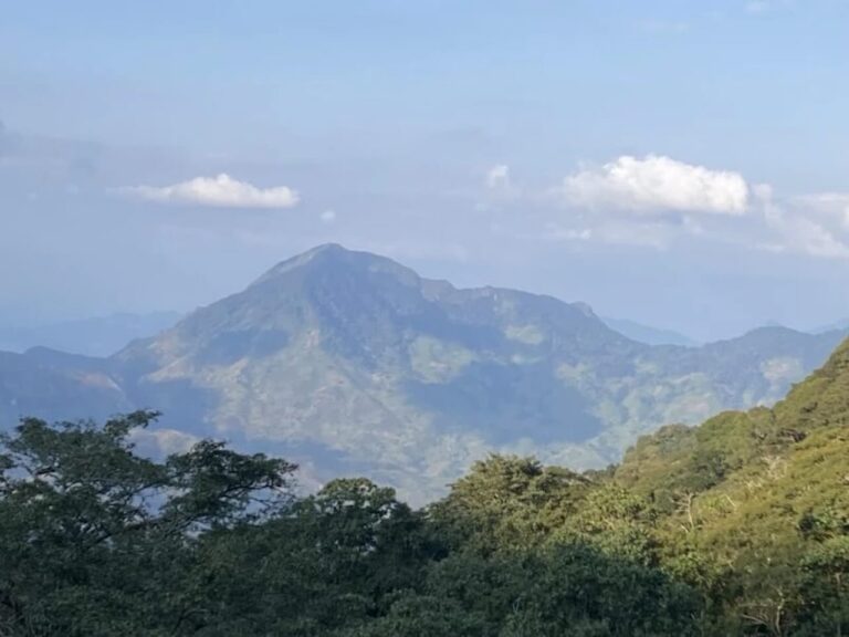 Op de voorgrond bos en daarachter de top van een berg