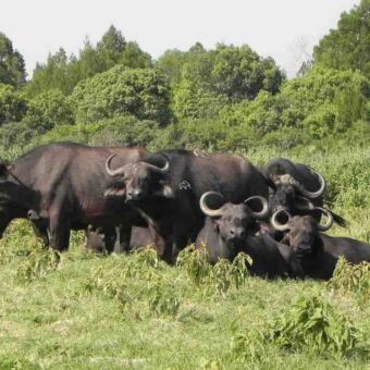 groepje buffels staand en liggend tijdens een wandelsafari