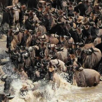 wildebeast die de rivier de Mara oversteken plonzend en zwemmend elkaar verdringend