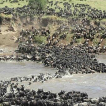 migratie Mara rivier Serengeti