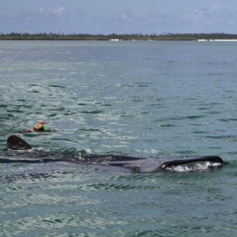 walvishaaien in de indische oceaan bij maffia eiland