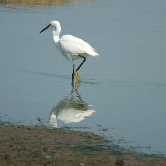 Little Egret watervogel met zwarte lange poten en zwarte snavel in het waterlopen met de weerspiegeling in het water