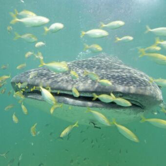 Walvishaai in het diepblauwe water bin Mafia eiland