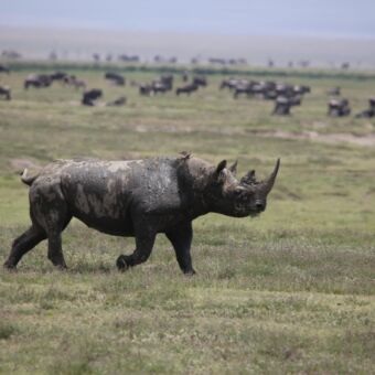 neushoorn Ngorongoro krater rhino op de voorgrond die gras eet op de achtergrond migratie gnoes serengeti