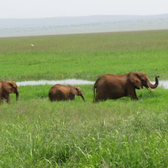 Olifanten Tarangire olifanten in het groene moeras in Tarangire