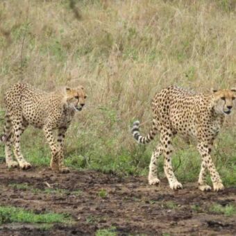 twee cheetahs lopend over de serengeti