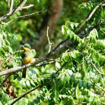 vogeltje in groen bos op een tak met groen kopje gele borst