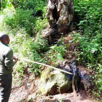 activiteit wandelen safari Tanzania. Wandeling in Ngorongoro conservation area waar een ranger met een stok in het zand duwt en kijkt naar een boom