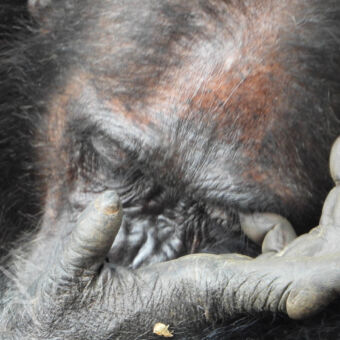 close-up chimp close-up van deel van het hoofd van een chimpansee die zijn ogen dicht heeft en zijn ooglid krabt met zijn hand