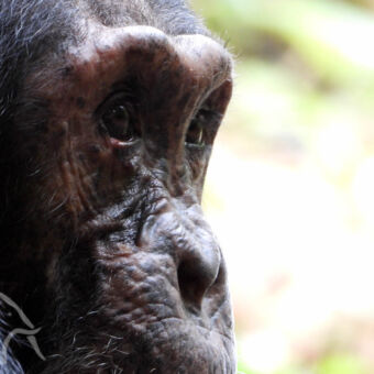 close up van het aangezicht van een rechts kijkende chimpansee Mahale chimpansee trekking