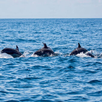 dolfijnen vier duikelende dolfijnen in een diep blauwe Indische oceaan bij Fanjove eiland