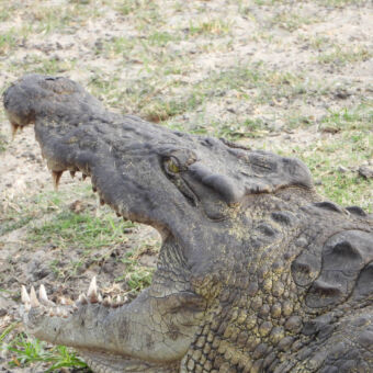 Krokodillen lijk soms roerlos close up van de kop van een krokodil die zijn bek helemaal heeft opengesperd in Katavi Tanzania