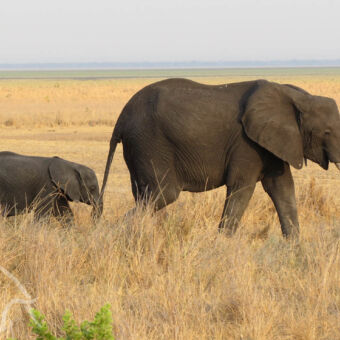met een typerend landschap baby olifant vlak achter zijn moeder lopend over de goud gele vlakte van Katavi Tanzania