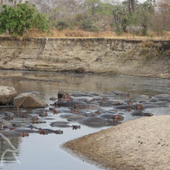 uitzicht vanaf de kant op een hippo poel met daarin veel hippo's en daarachter een stijle oever en dor landschap met groene bomen