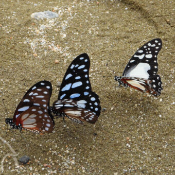 Vlinders Vlinders zwart gekleurd met witte stippen op het strand bij lake tanganyika